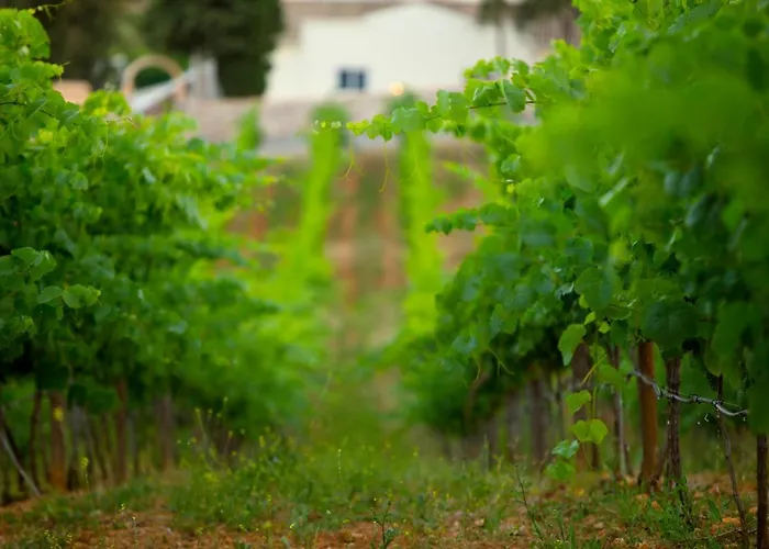 Quinta Dos Vales Wine Estate *